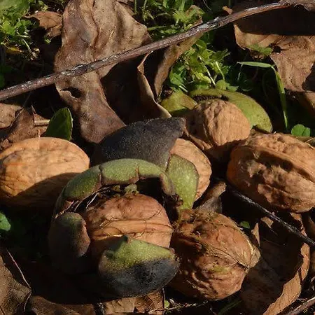 Domaine De La Rhonie Meyrals